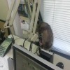The Intruder tries to get on the microphone (literally) to call for help from his posse....or is it his passel?